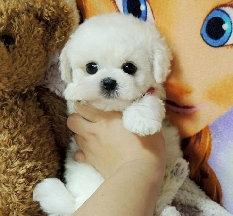 Chien en peluche blanc