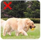 Aucune interraction avec votre chien