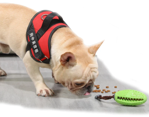 Brosse à dents pour chien