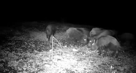 Caméra de chasse, détection de mouvement vision nocturne des animaux