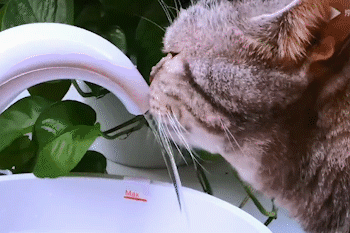 Fontaine à eau pour chat - SHOPIBEST
